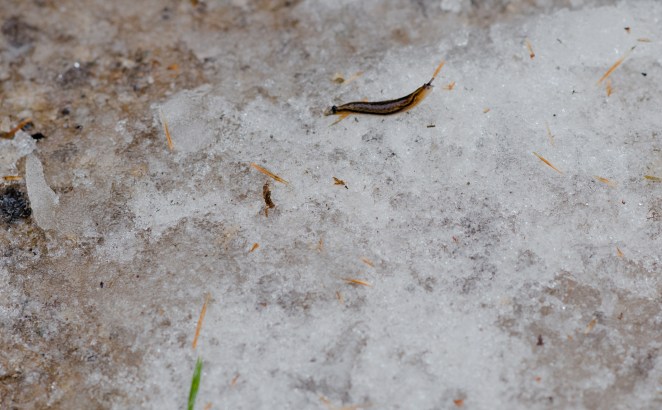 20141123_Ice_Snail_small
