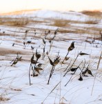 20141218_Milkweed