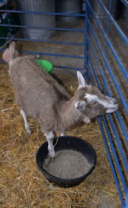 Tollgate_Goat_edited-1