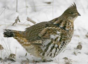 Ruffed Grouse