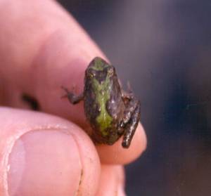 Blanchard's Cricket Frog