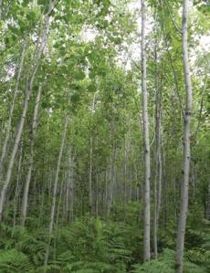 Young Aspen Forest